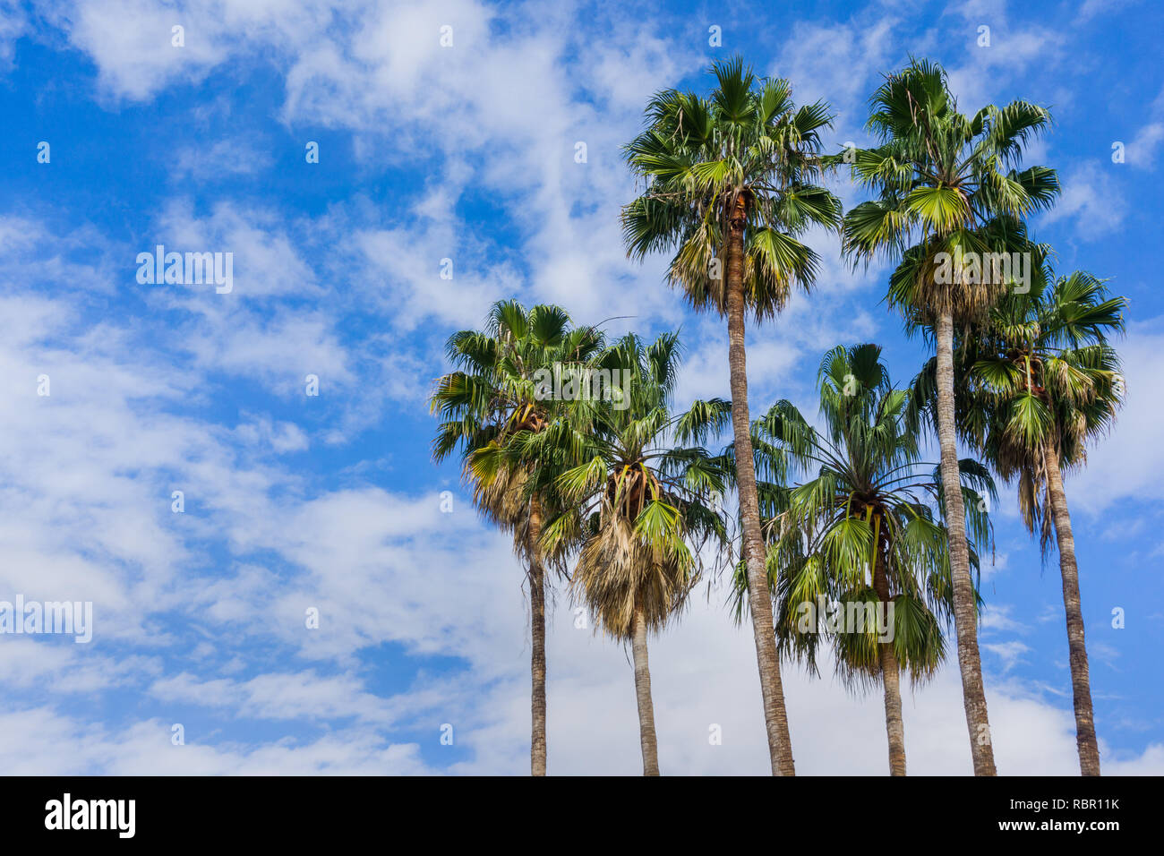 Palm trees on a blue sky and white clouds background, California Stock ...