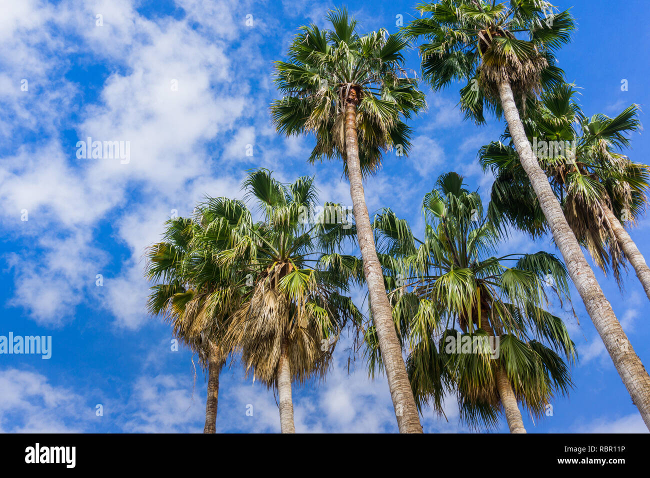 Palm trees on a blue sky and white clouds background, California Stock ...