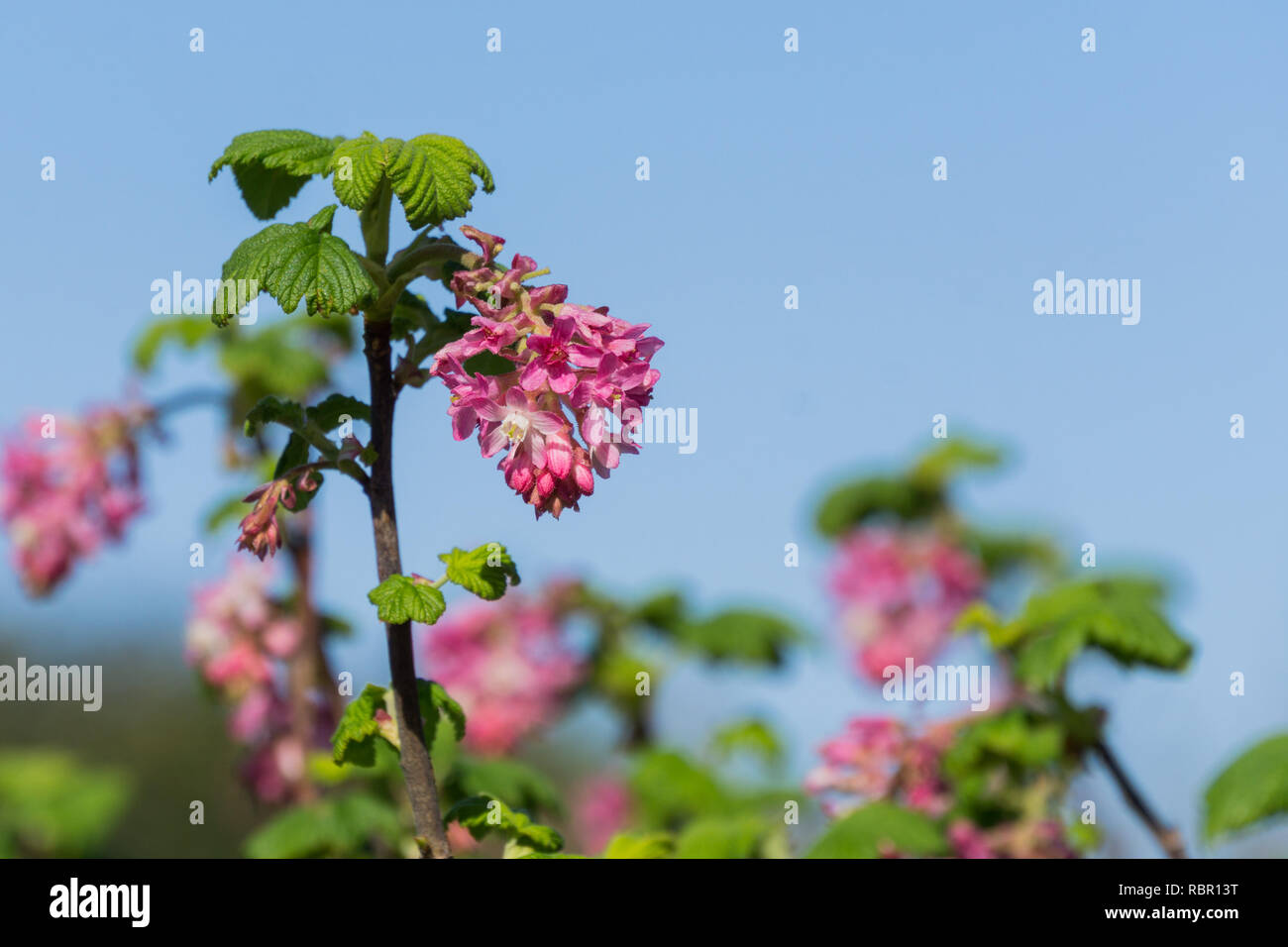 Pink flowering currant (Ribes sanguineum glutinosum), California Stock Photo