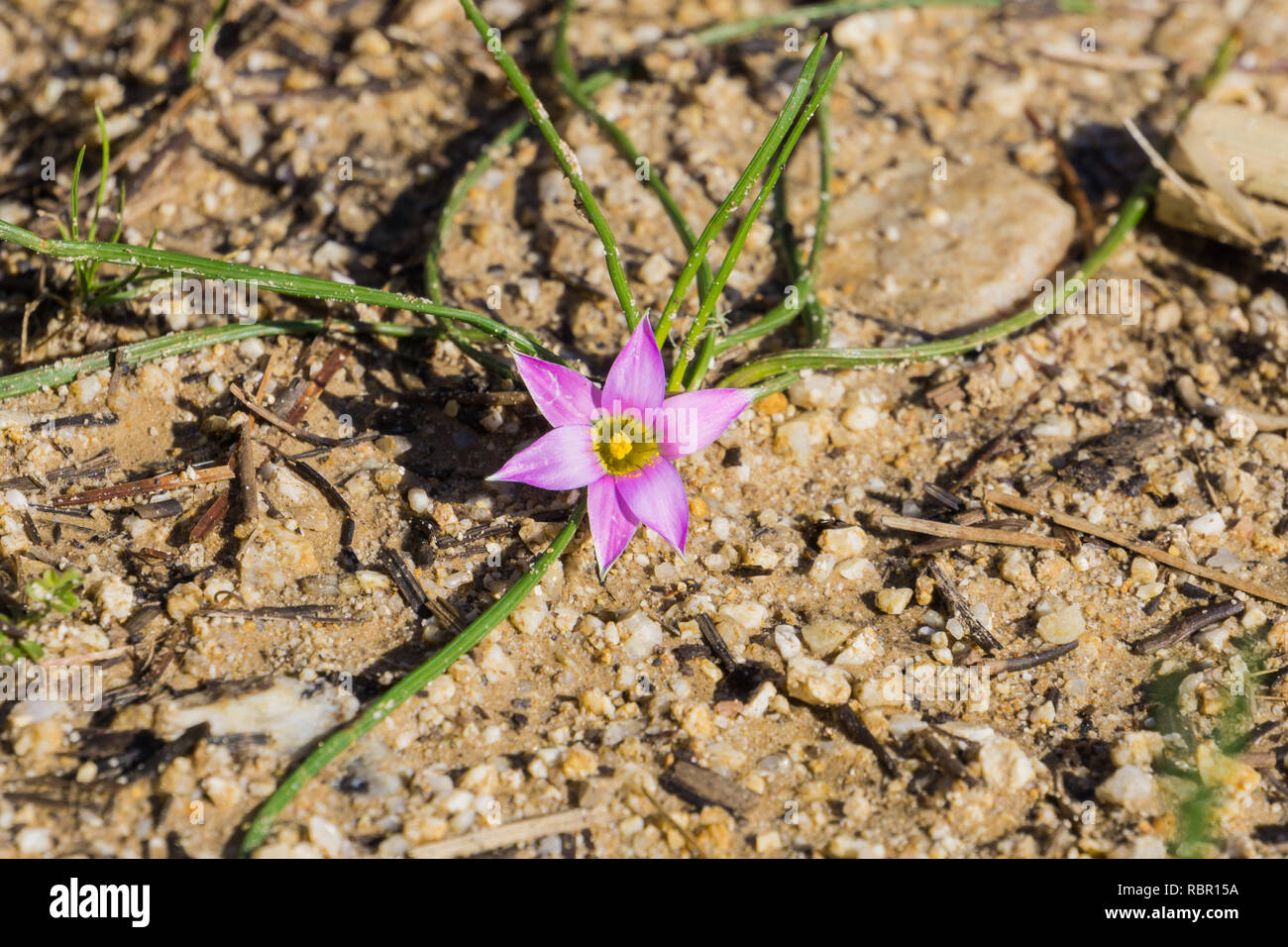 Rosy Sandcrocus (Romulea rosea), endemic in South Africa and naturalized in Europe, Australia, New Zealand and California in the United States; other  Stock Photo