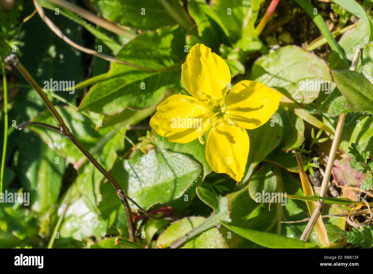 Sun Cup (Taraxia ovata) wildflower native to California and Oregon, known also by the common name goldeneggs Stock Photo