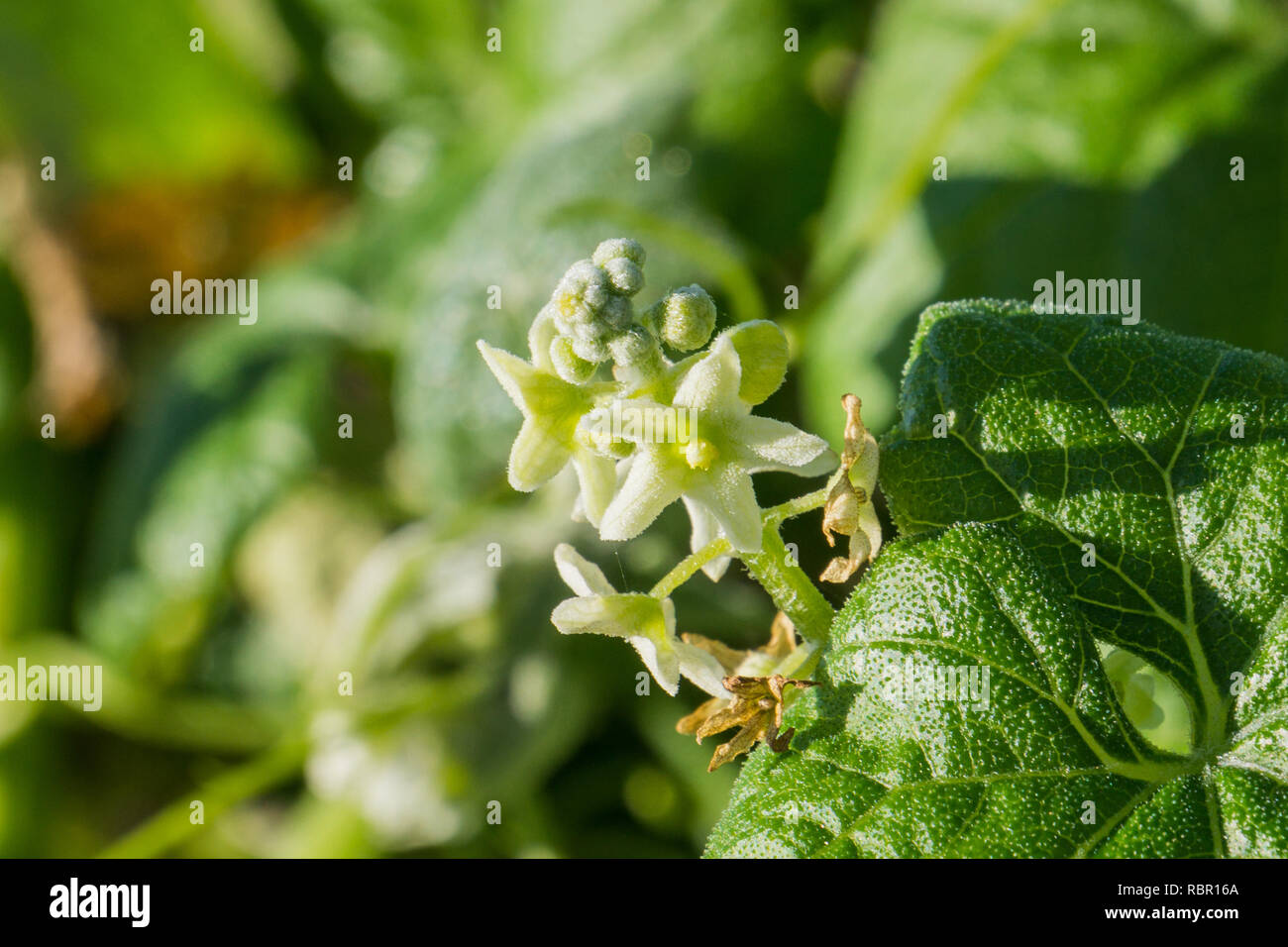 Close up of California Manroot or Bigroot (Marah fabaceus) flowers, California Stock Photo