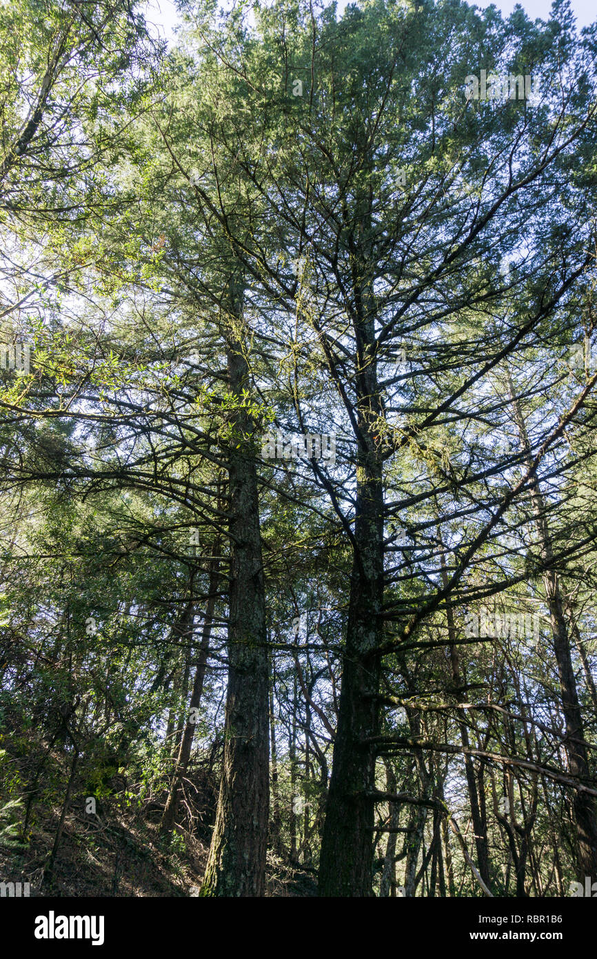 Large pine trees, California Stock Photo Alamy