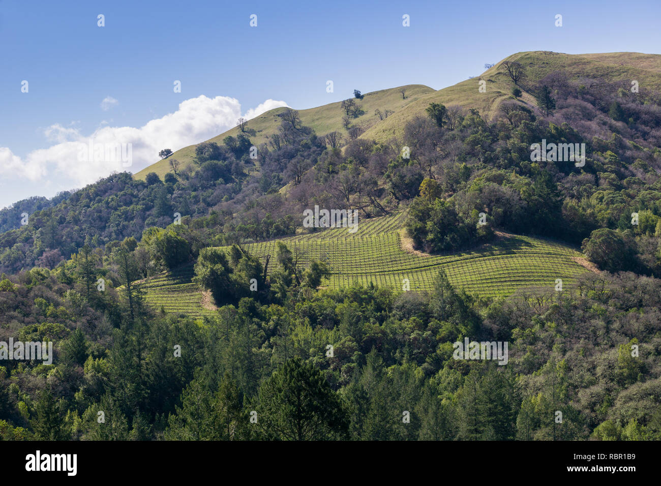 Vineyard on the hills of Sonoma County, Sugarloaf Ridge State Park ...