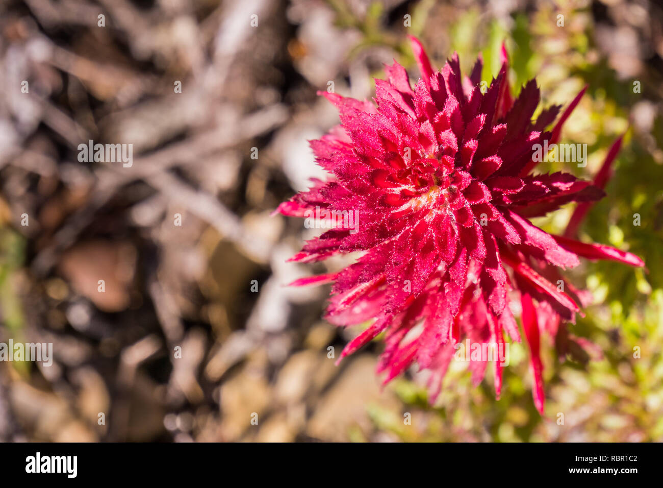 Indian Warrior (Pedicularis densiflora) plant see from above, California Stock Photo