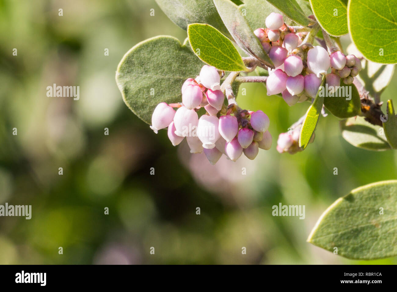 Camissonia S Corner The Manzanita Bloomfest Continues But We