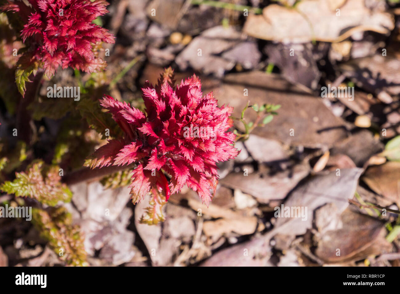 Close up of Indian Warrior (Pedicularis densiflora) plant, California Stock Photo