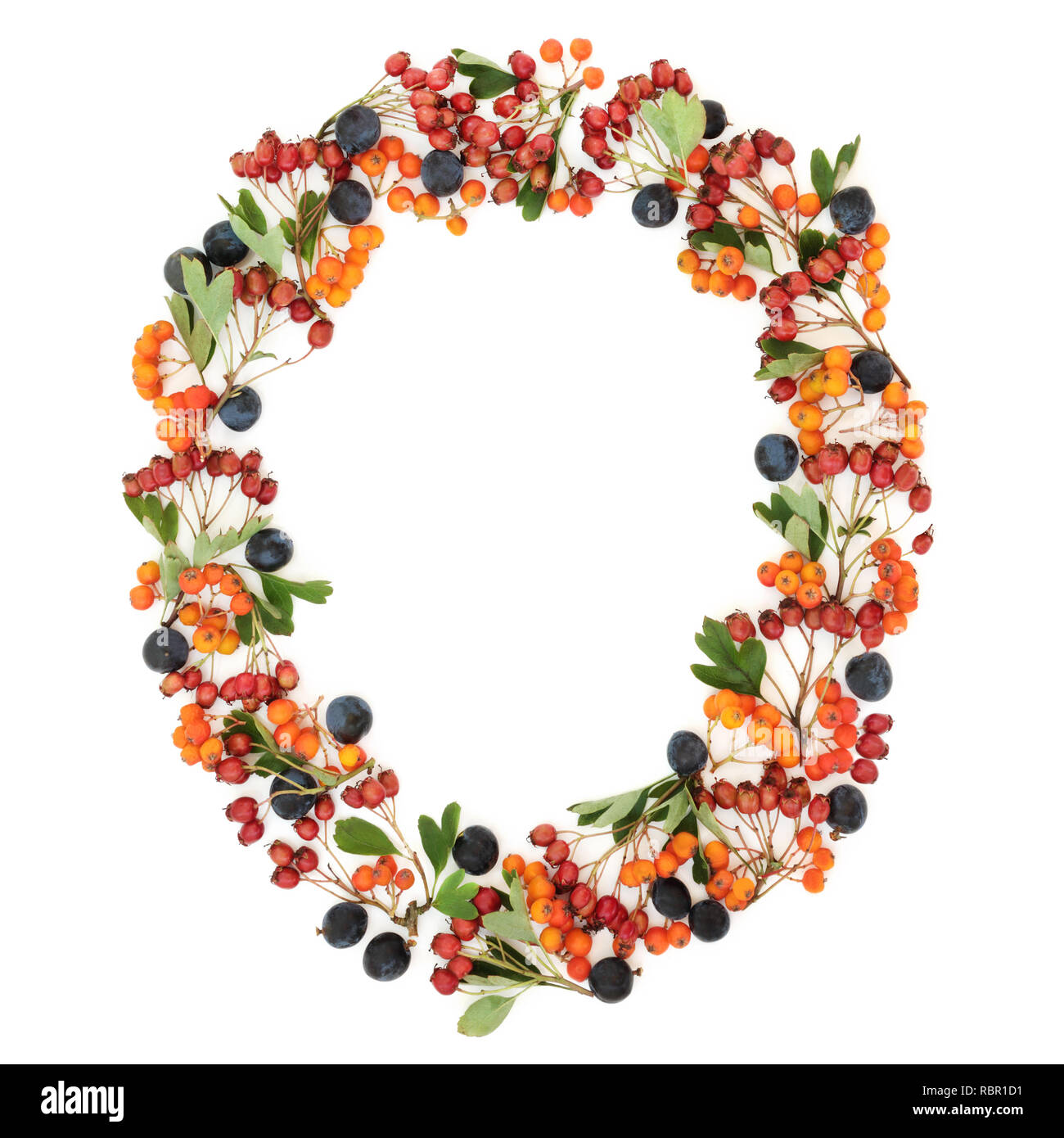 Autumn berry oval wreath with sloe, hawthorn and rowan berries on white background with copy space. Stock Photo