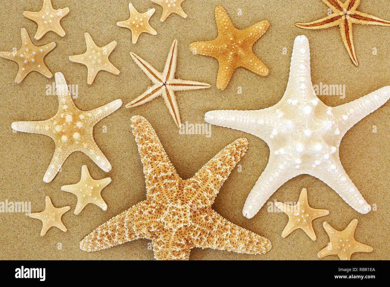 Starfish seashell selection on beach sand background Stock Photo - Alamy