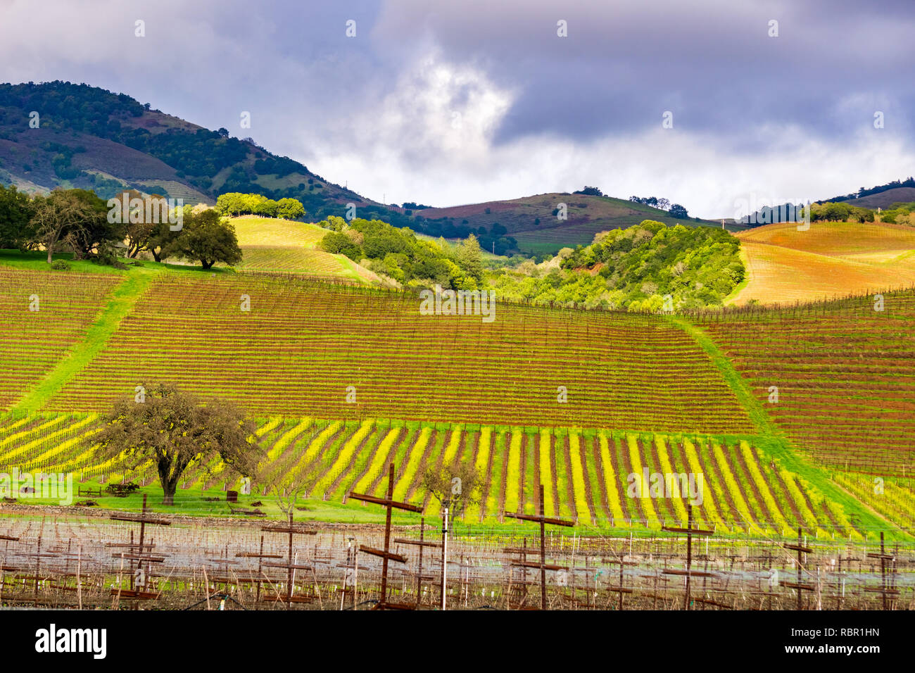 Landscape in Sonoma Valley at the beginning of spring, California Stock Photo
