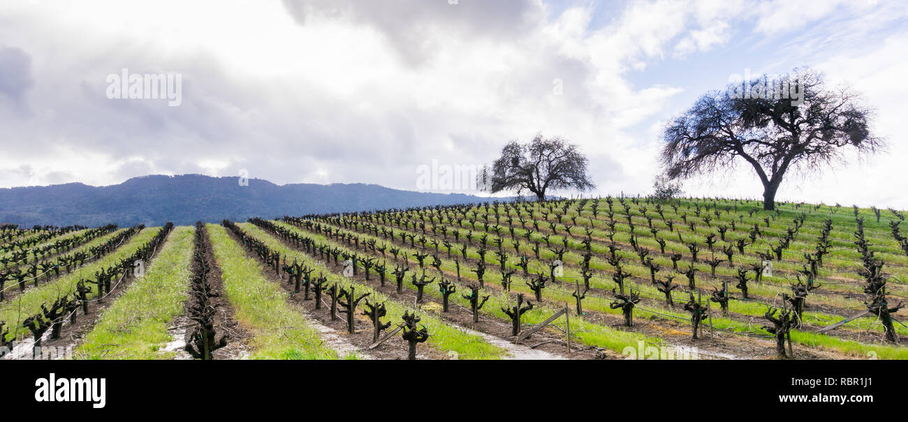 Panorama in Sonoma Valley at the beginning of spring, California Stock Photo