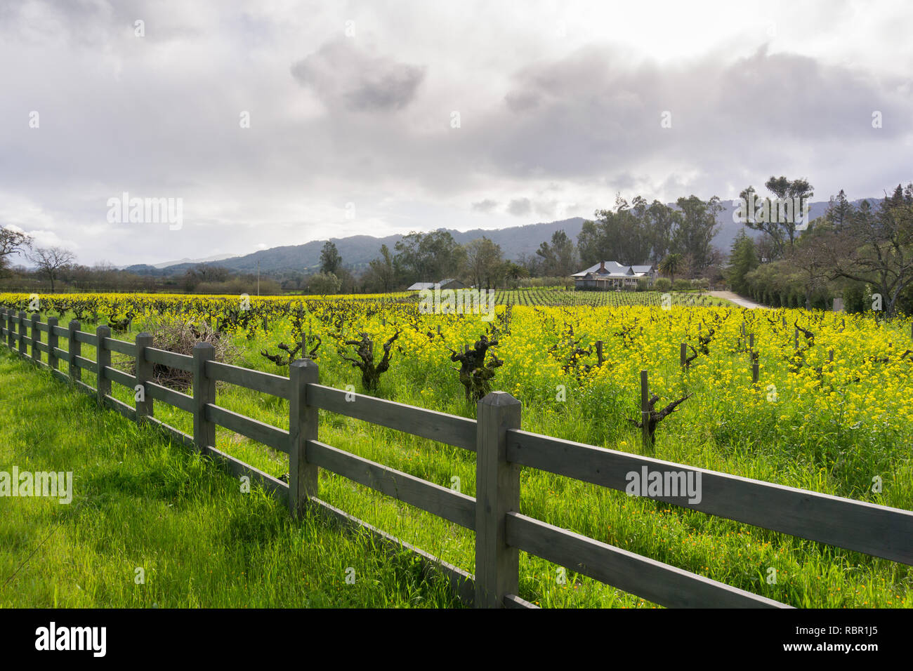 Mustard Rows Mustard rows wine wildflowers hi-res stock photography and images - Alamy