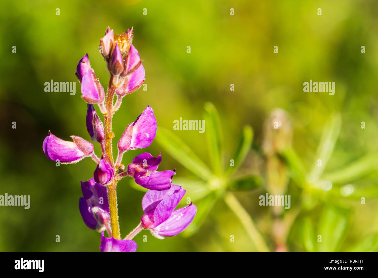 Close up of Lupine flowers (Silver Lupine) on a wet morning, California Stock Photo