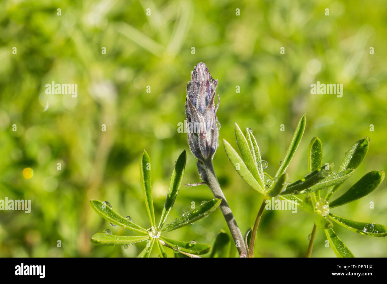 Close up of buds of Lupine flowers (Silver Lupine) on a wet morning, California Stock Photo
