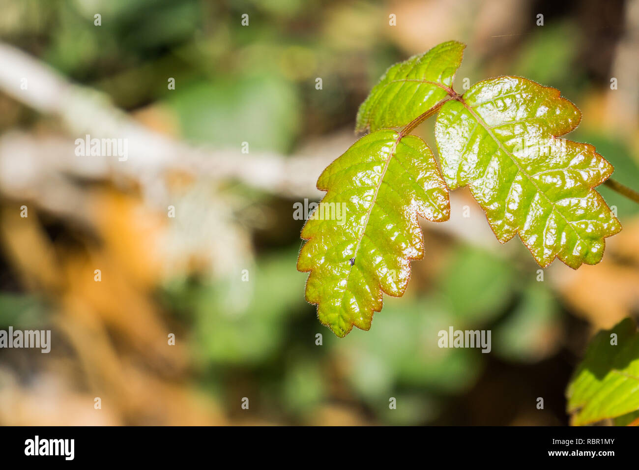 Shiny Pacific Poison oak (Toxicodendron diversilobum) leaves, California Stock Photo Alamy