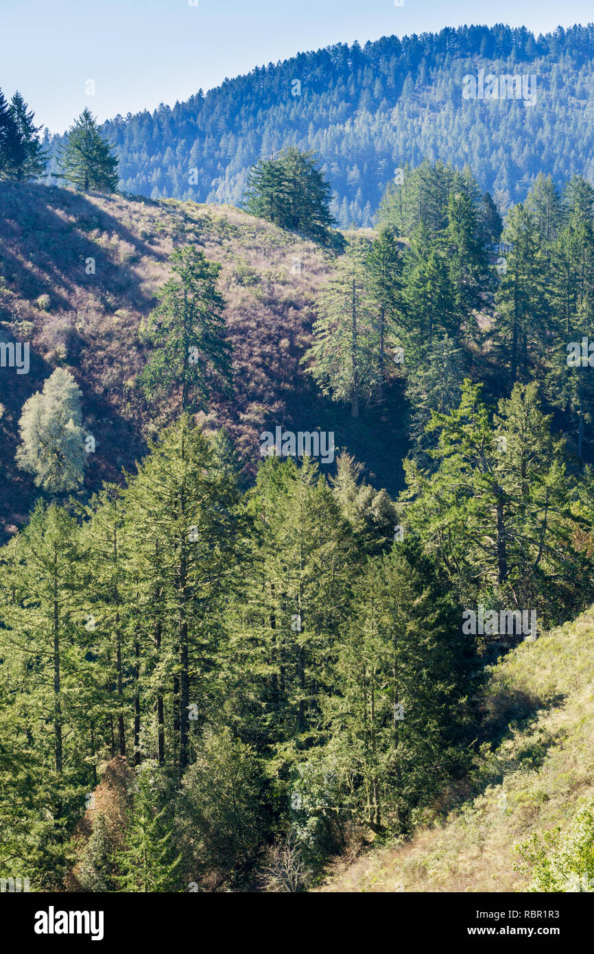 Douglas Fir (Pseudotsuga menziesii) trees on the hills of San Francisco bay peninsula, California Stock Photo