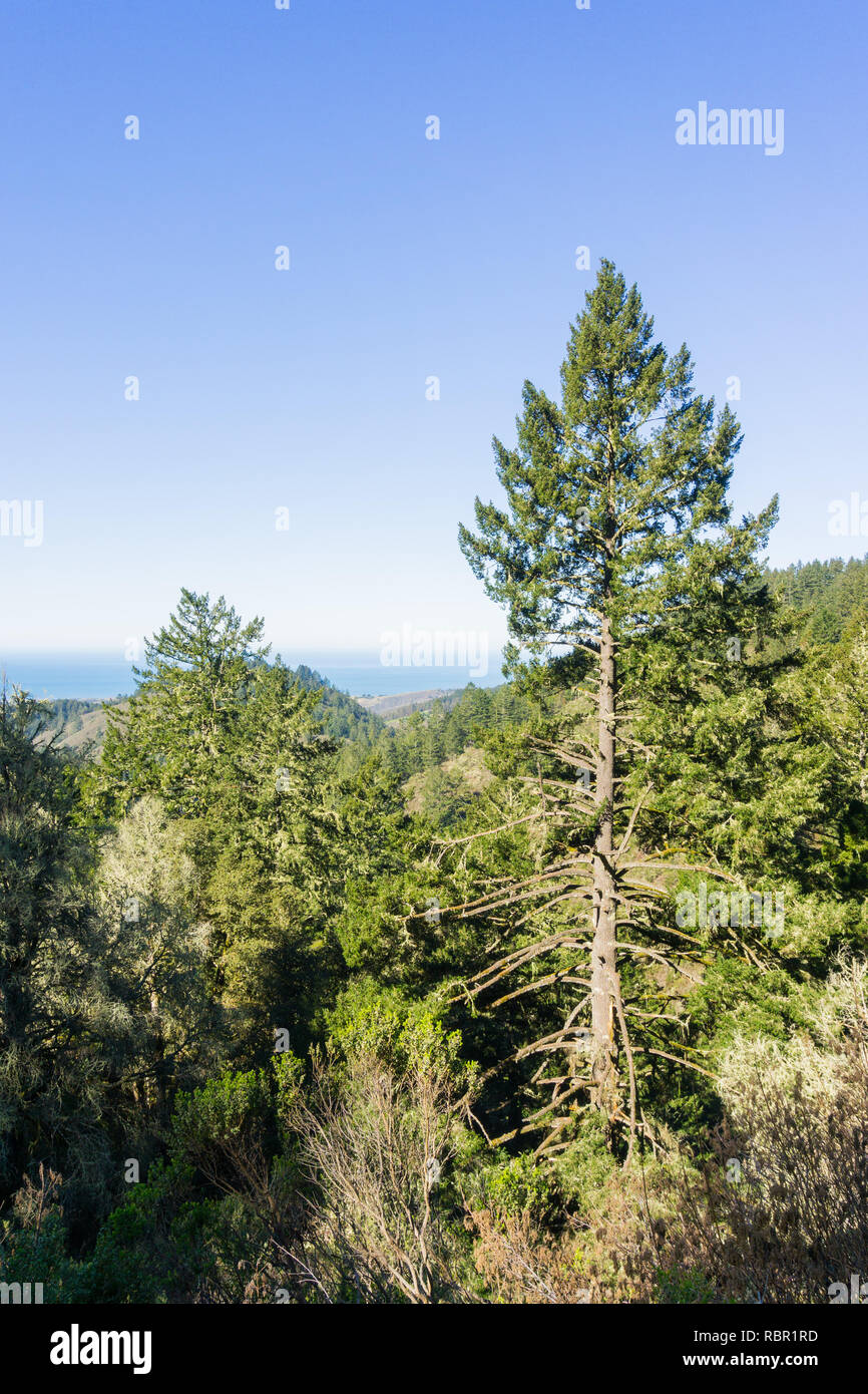 Tall Douglas Fir (Pseudotsuga menziesii) on the coastal hills of San Francisco bay peninsula, California Stock Photo