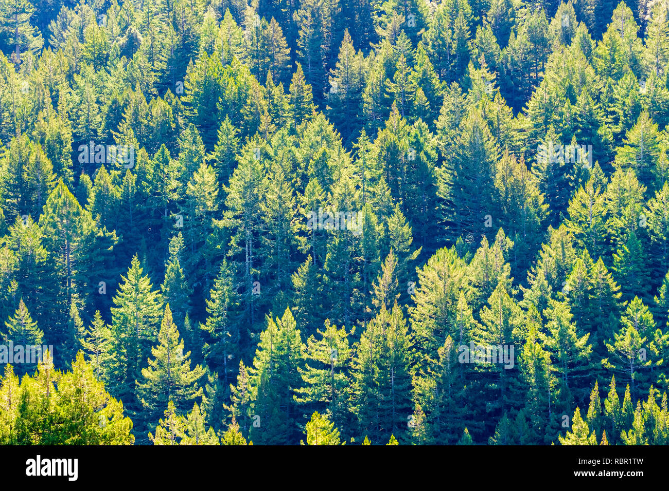 Dense Douglas Fir (Pseudotsuga menziesii) forest, California Stock Photo