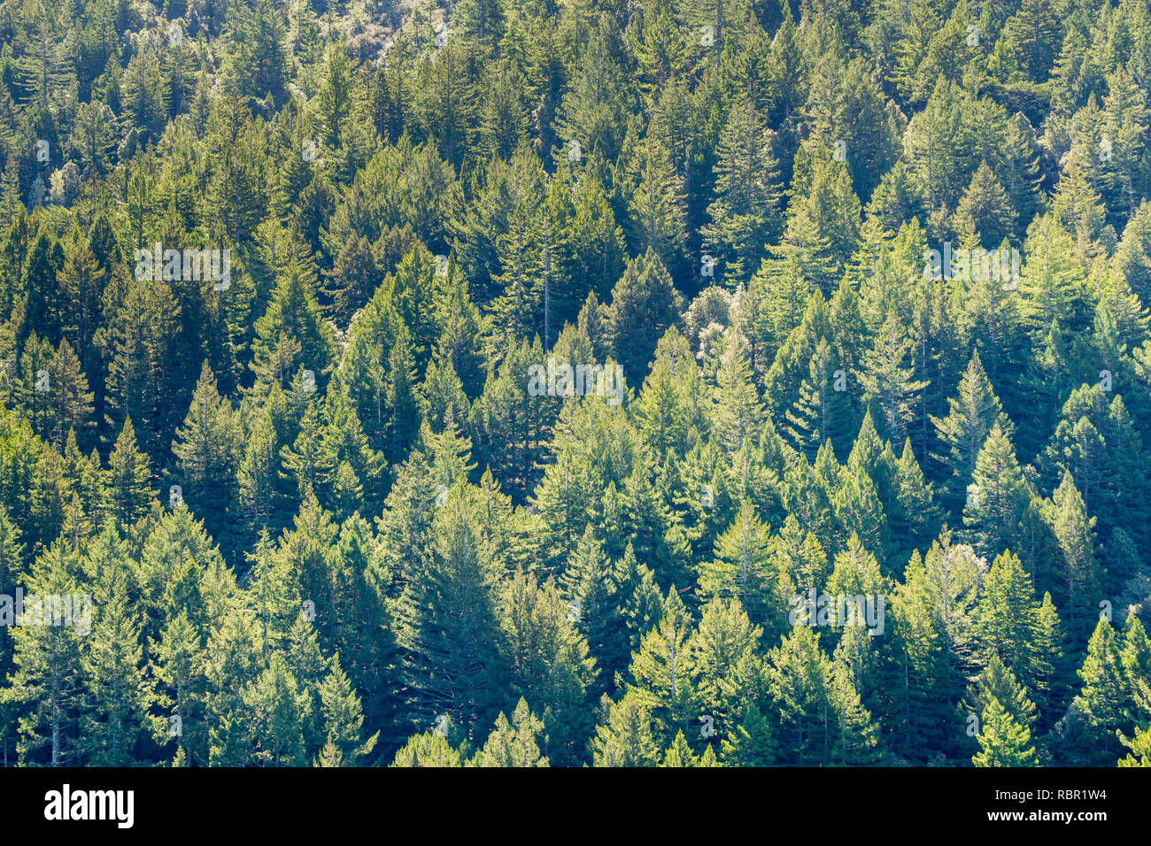 Dense Douglas Fir (Pseudotsuga menziesii) forest, California Stock Photo