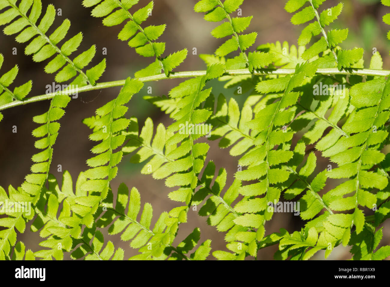 Close up of Lady fern (Athyrium filix-femina), California Stock Photo