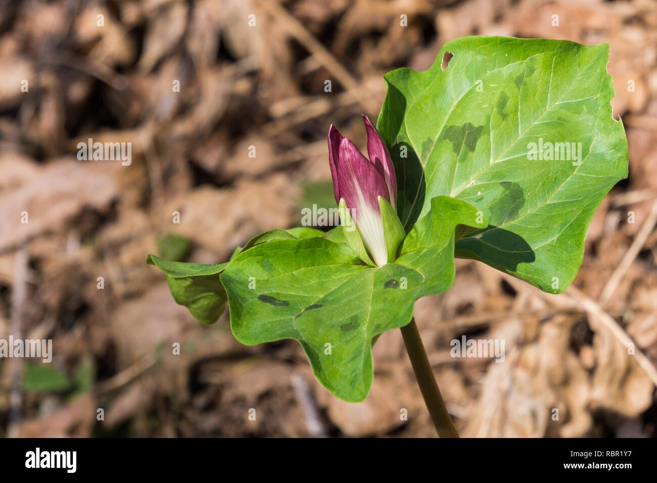 Blooming Giant trillium (Trillium chloropetalum) on a sunny day, California Stock Photo