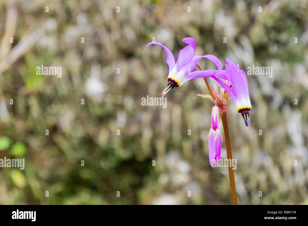 Close up Henderson's Shooting Star (Primula hendersonii), California Stock Photo