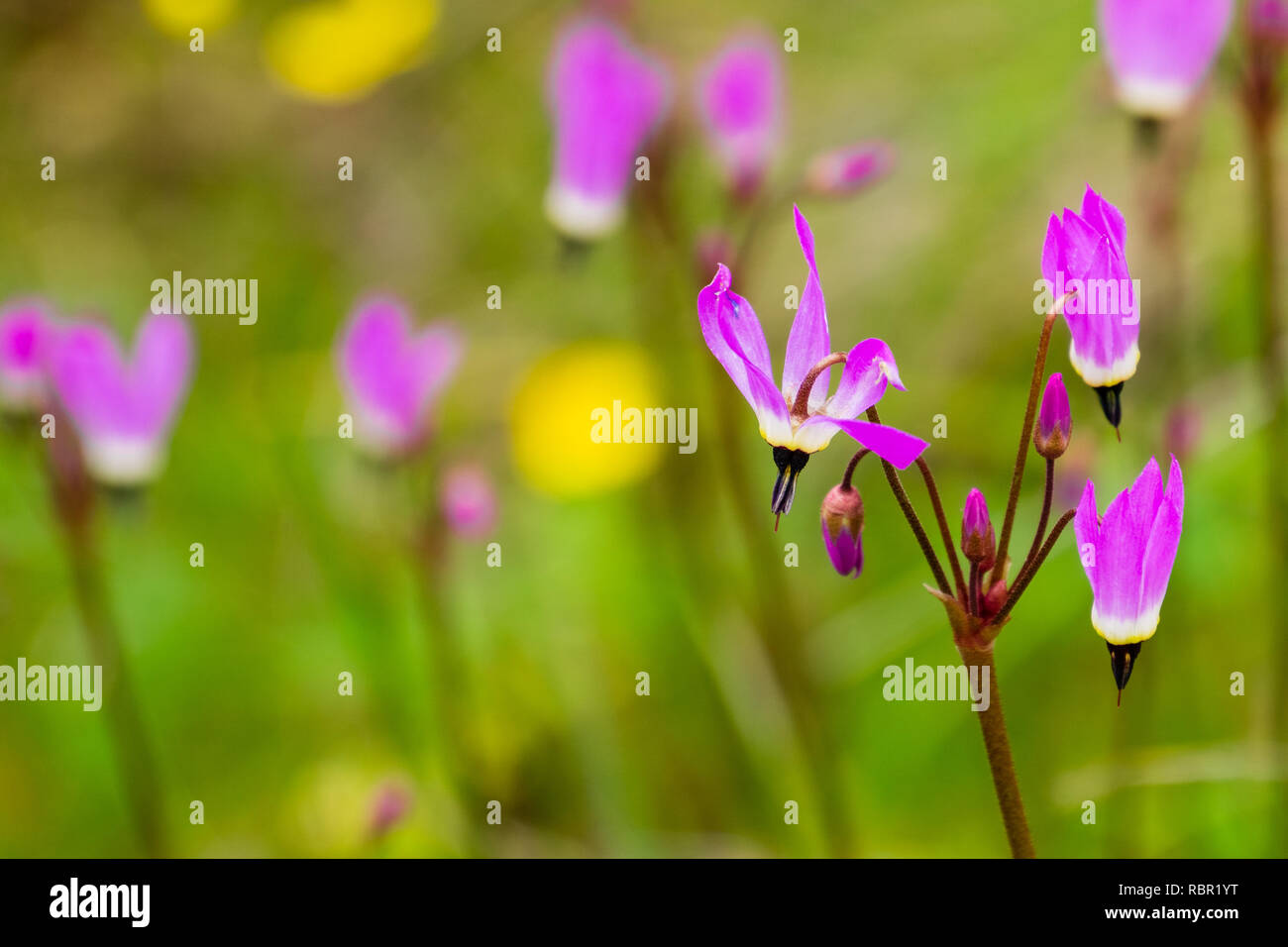 Close up Henderson's Shooting Star (Primula hendersonii) on a field of wildflowers background, California Stock Photo