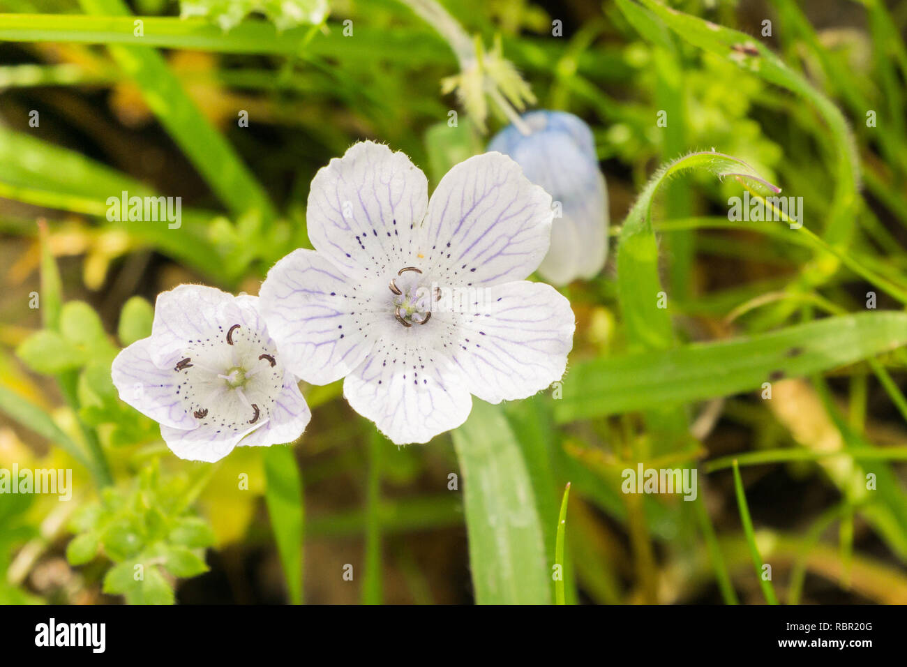 Close Up Of Almost White Baby Blue Eyes Nemophila Menziesii Wildflowers California Stock Photo Alamy Close Up Of Almost White Baby Blue Eyes Nemophila Menziesii Wildflowers California Stock Photo Alamy