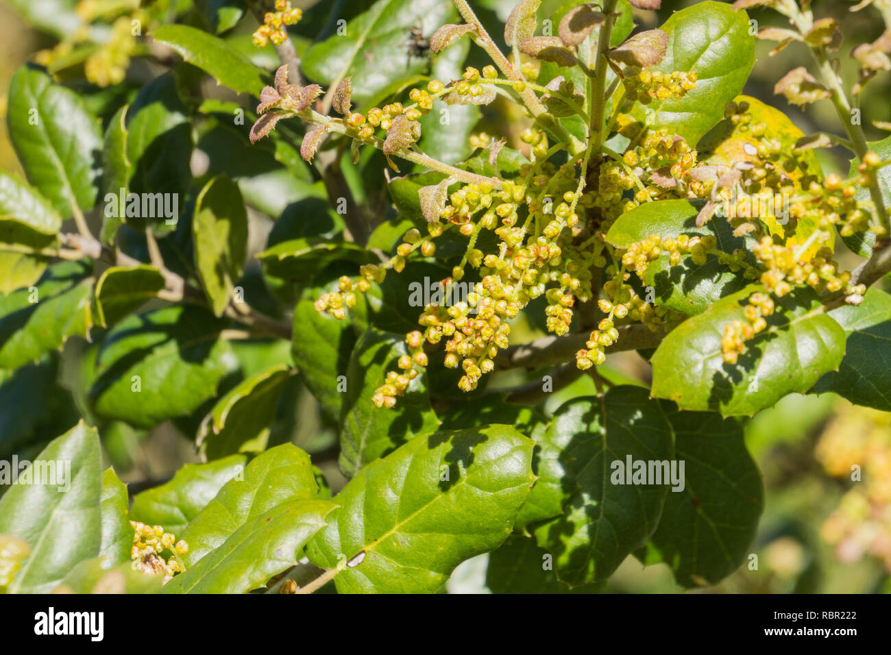 Coast Live Oak leaves and inflorescence (Quercus agrifolia), California Stock Photo Alamy