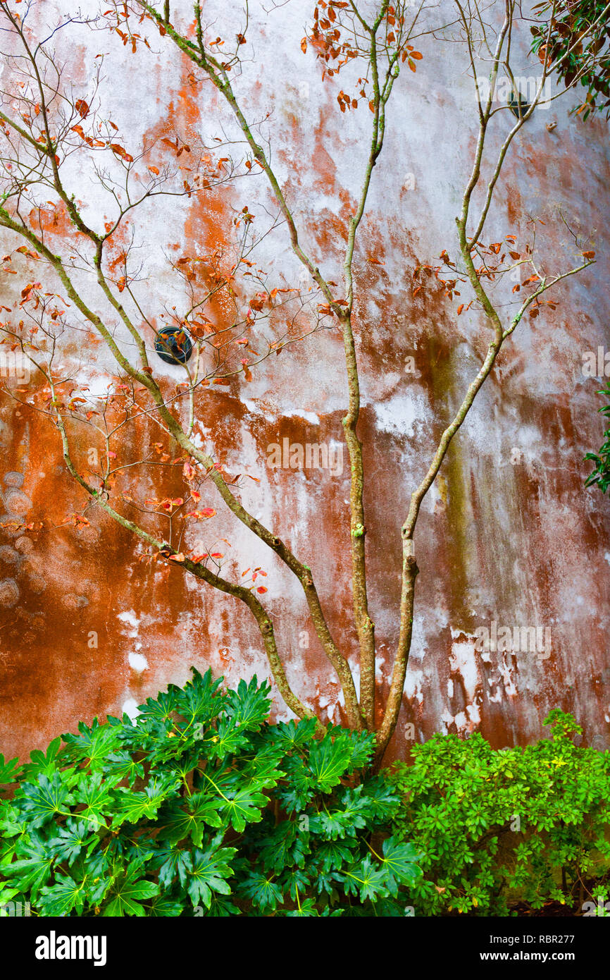 Shrubs Green Plants Stock Photos Shrubs Green Plants Stock