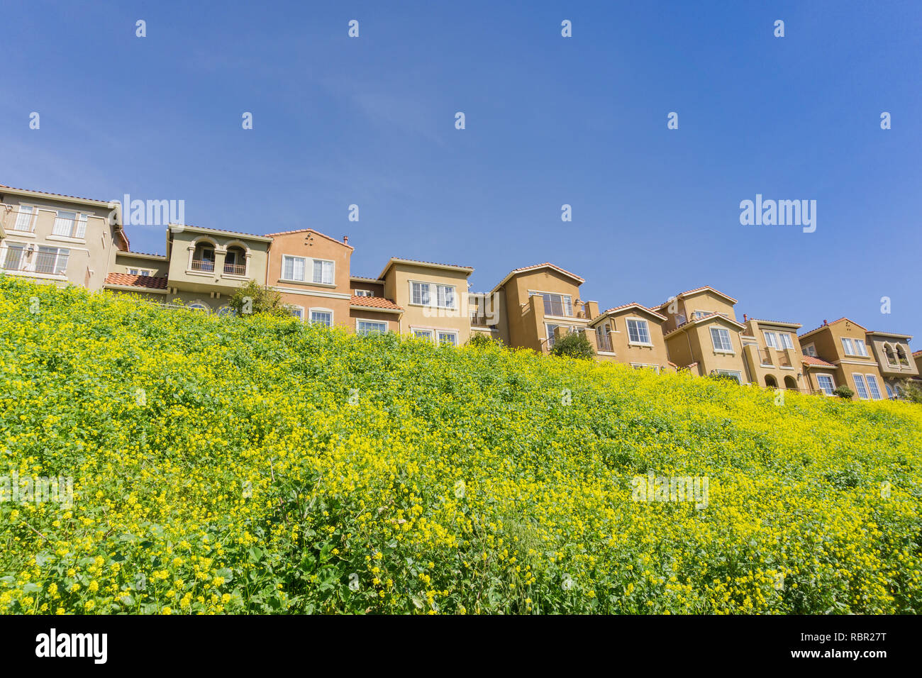 Houses and wild mustard on a spring day, San Jose, California Stock