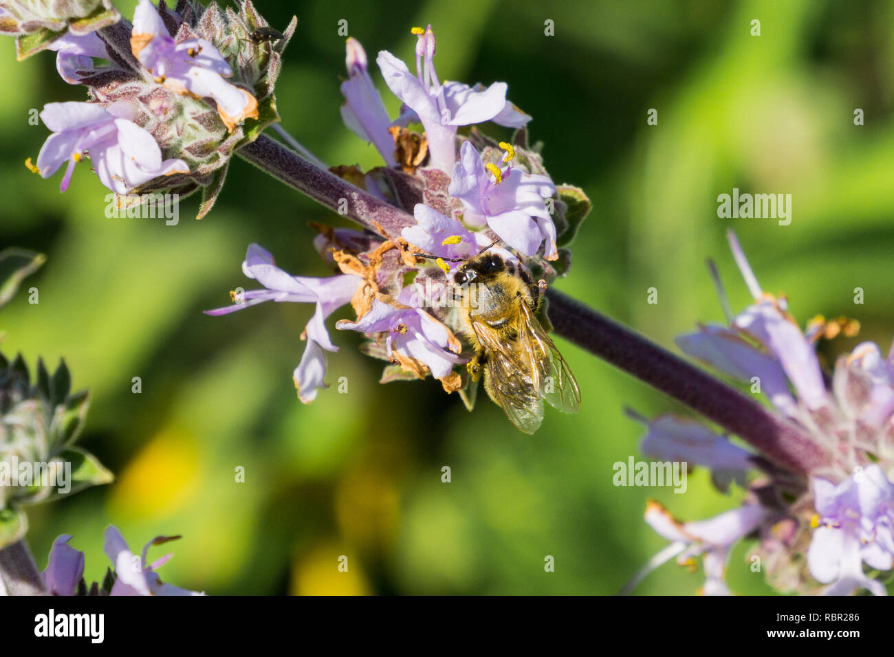 Honey bee gathering nectar from Cleveland sage (Salvia clevelandii) flowers in spring, California Stock Photo