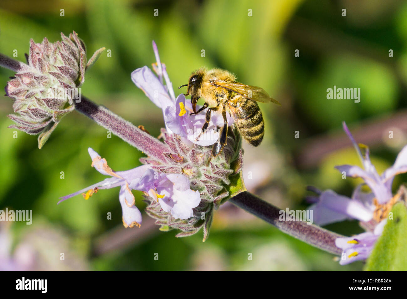 Honey bee gathering nectar from Cleveland sage (Salvia clevelandii) flowers in spring, California Stock Photo