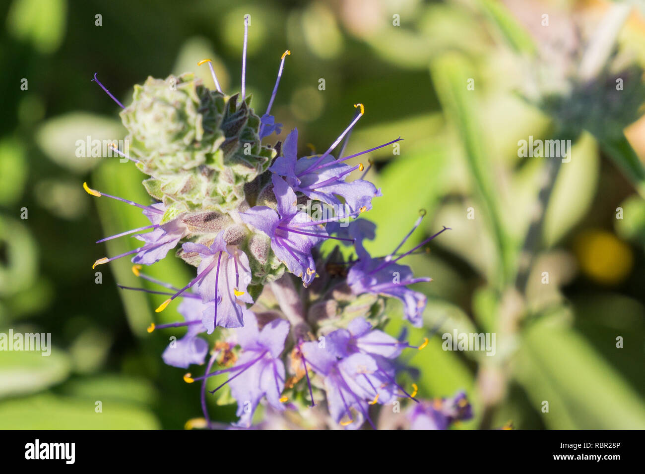 Close up of Cleveland sage (Salvia clevelandii) flowers in spring, California; shallow depth of field Stock Photo