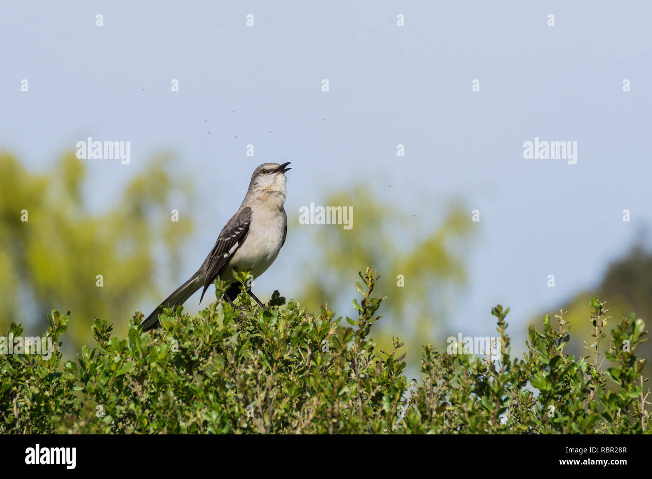 Singing Northern Mockingbird, Ulistac Natural Area, Santa Clara, California Stock Photo