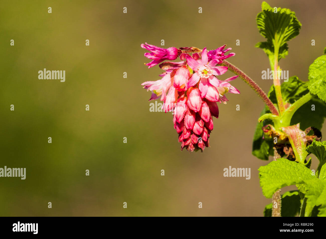 Pink flowering currant (Ribes sanguineum glutinosum), California Stock Photo