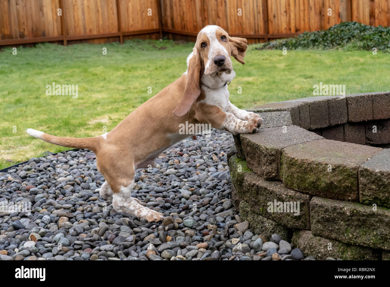 Renton, Washington, USA.  Five month old Basset Hound puppy 'Elvis' posing with his front legs on an outside fire circle. Stock Photo
