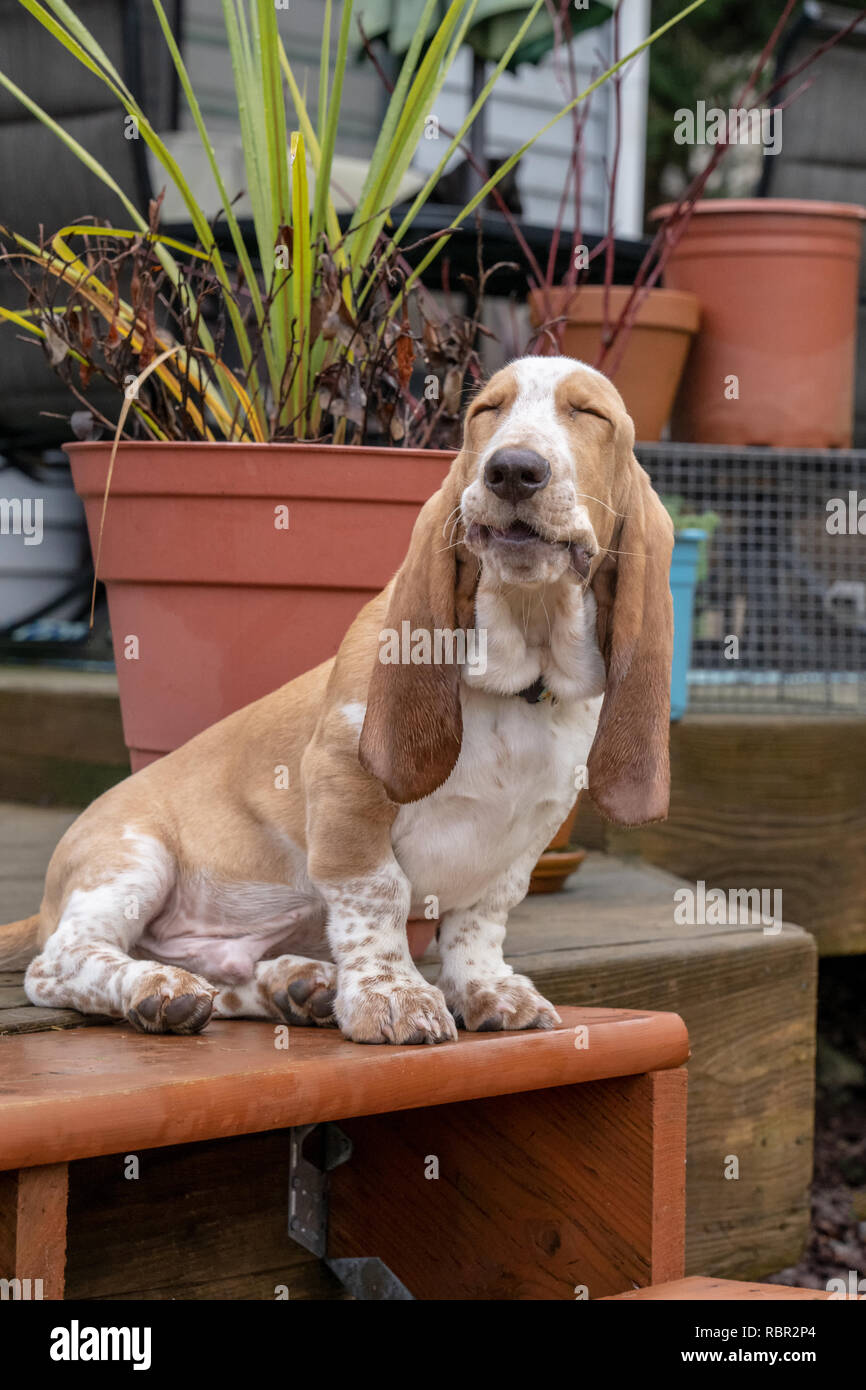 Renton, Washington, USA.  Five month old Basset Hound puppy 'Elvis' looking silly with his eyes closed after a big yawn. Stock Photo