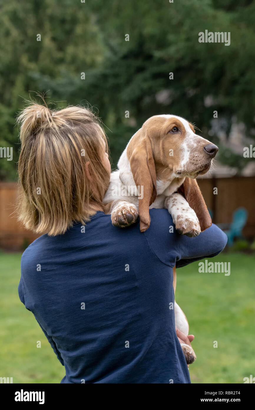 Renton, Washington, USA.  Woman holding her five month old Basset Hound puppy 'Elvis' over her shoulder. Stock Photo