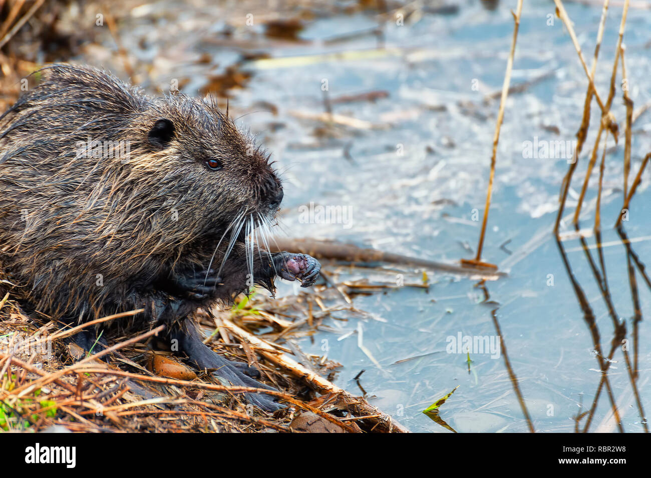 Nutria are large rodents with web-feet that can be seen on land and swimming in the water. Stock Photo