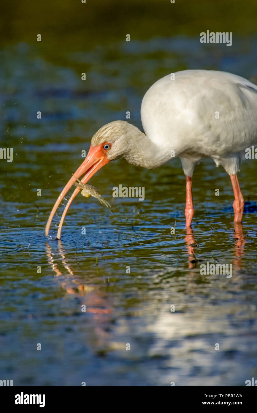 Little Estero Lagoon, Fort Myers Beach, Florida, USA. White Ibis eating