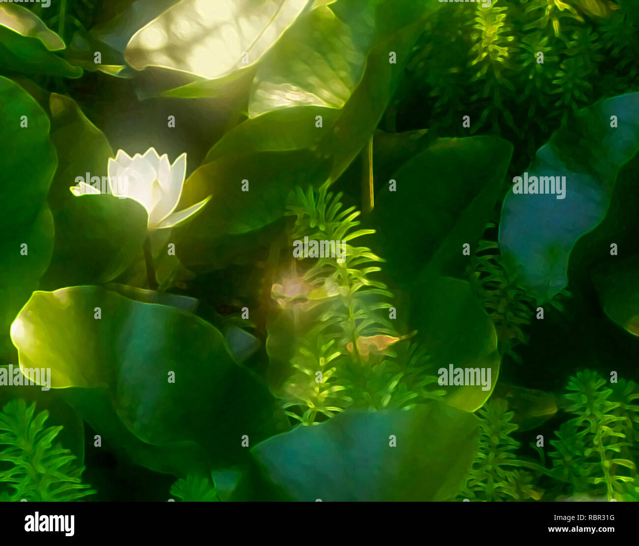 Enhanced photograph of a white waterlily, under dense tree covering