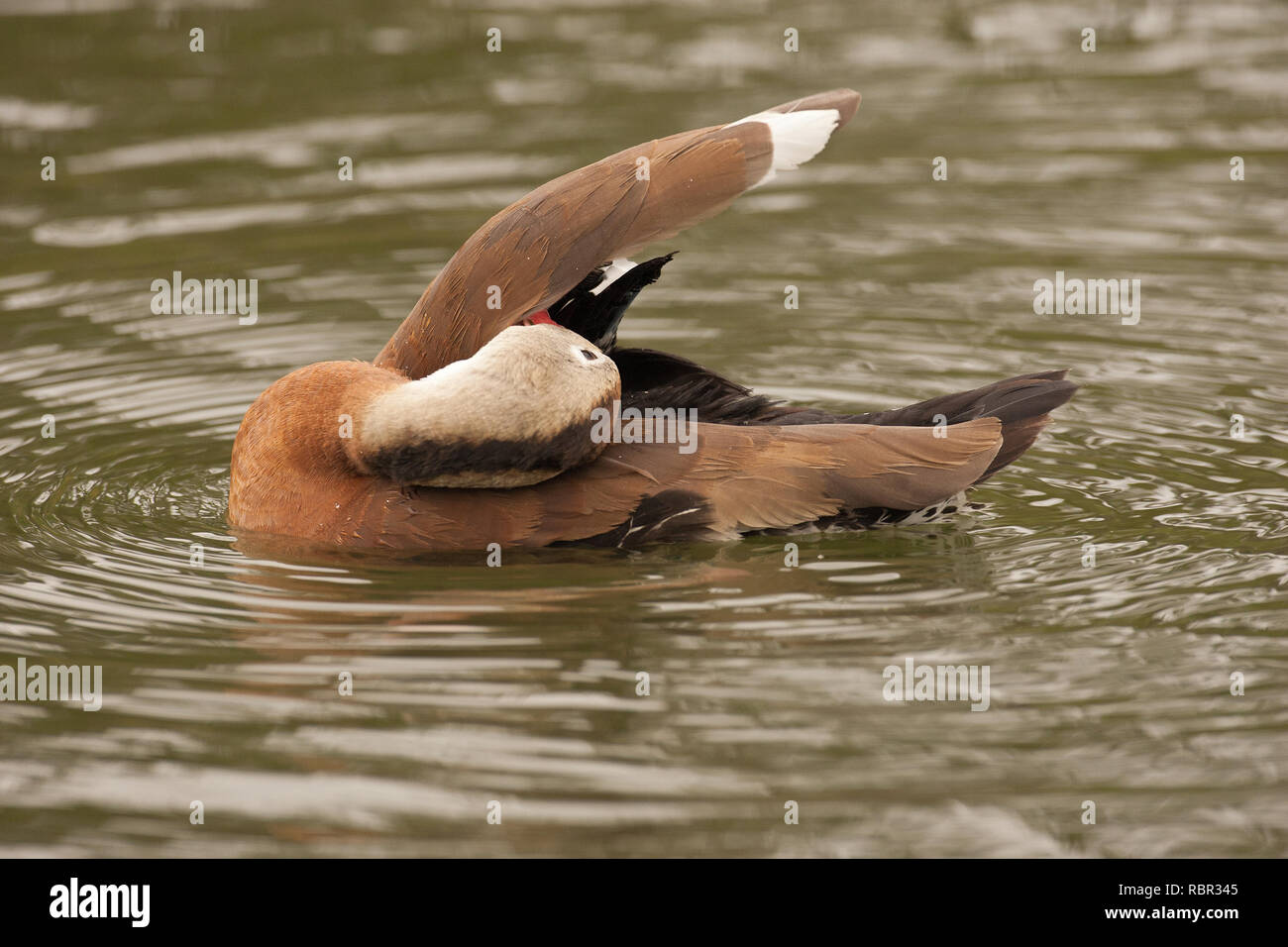 Black-bellied Whistling duck (Dendrocygna autumnalis) preening in Hermann Park in Houston, TX Stock Photo