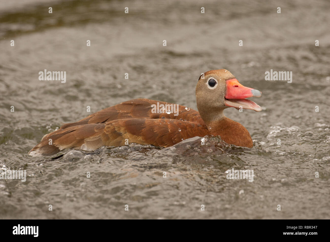 Black-bellied Whistling duck (Dendrocygna autumnalis) swimming with an open beak quacking in a lake in Hermann Park in Houston, TX Stock Photo