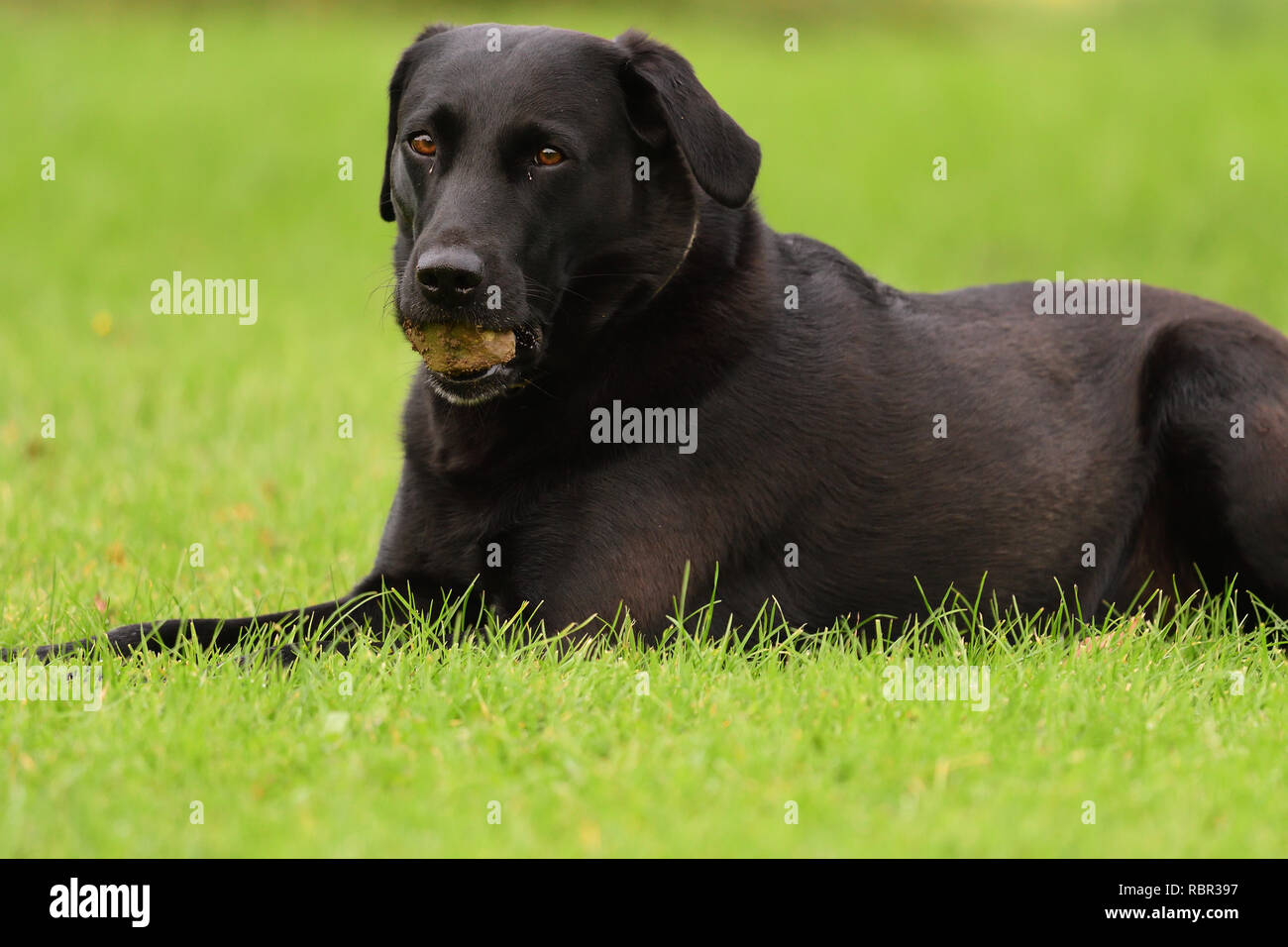 low angle view of a black Labrador sitting on the grass with a stone in ...