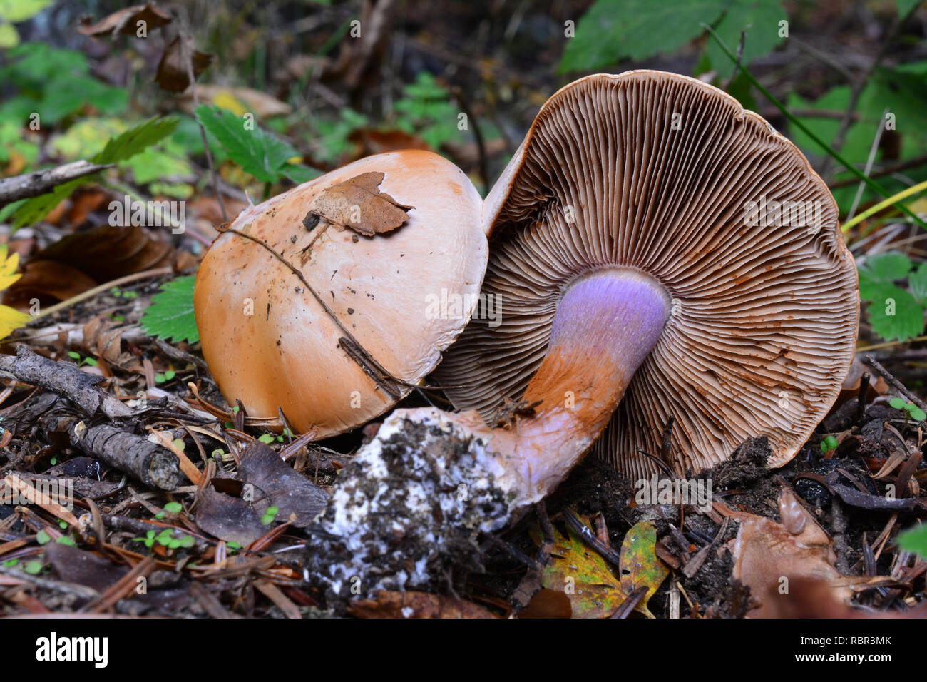 Not toxic, but inedible Freckled  Webcap mushroom, or Cortinarius spilomeus in natural habitat Stock Photo