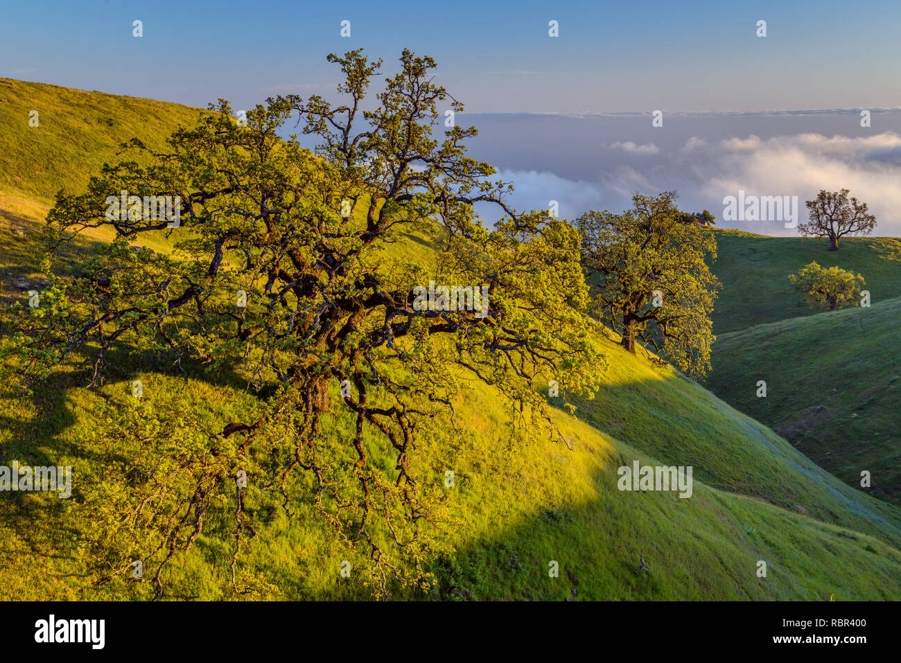 Coast Live Oaks, Los Padres National Forest, Big Sur, Monterey County, California Stock Photo