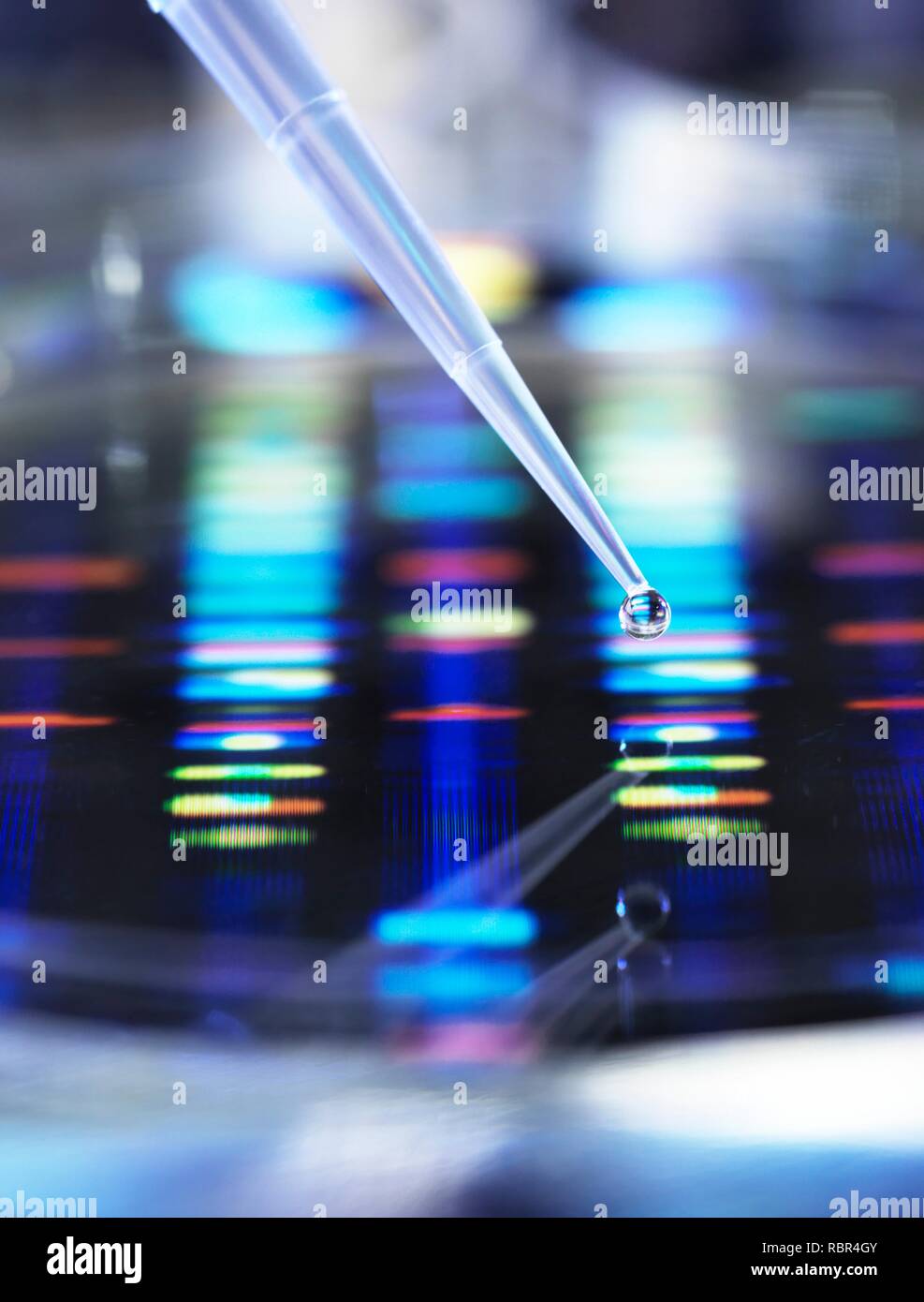 Scientist pipetting a DNA (deoxyribonucleic acid) sample into a petri dish with a DNA profile in the background. Stock Photo