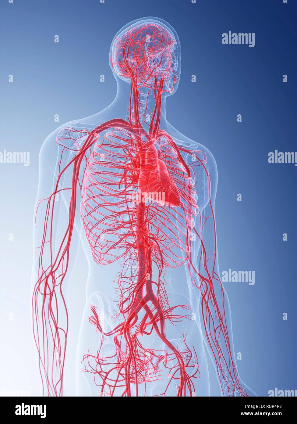 Cephalic Vein Stock Photos & Cephalic Vein Stock Images - Alamy