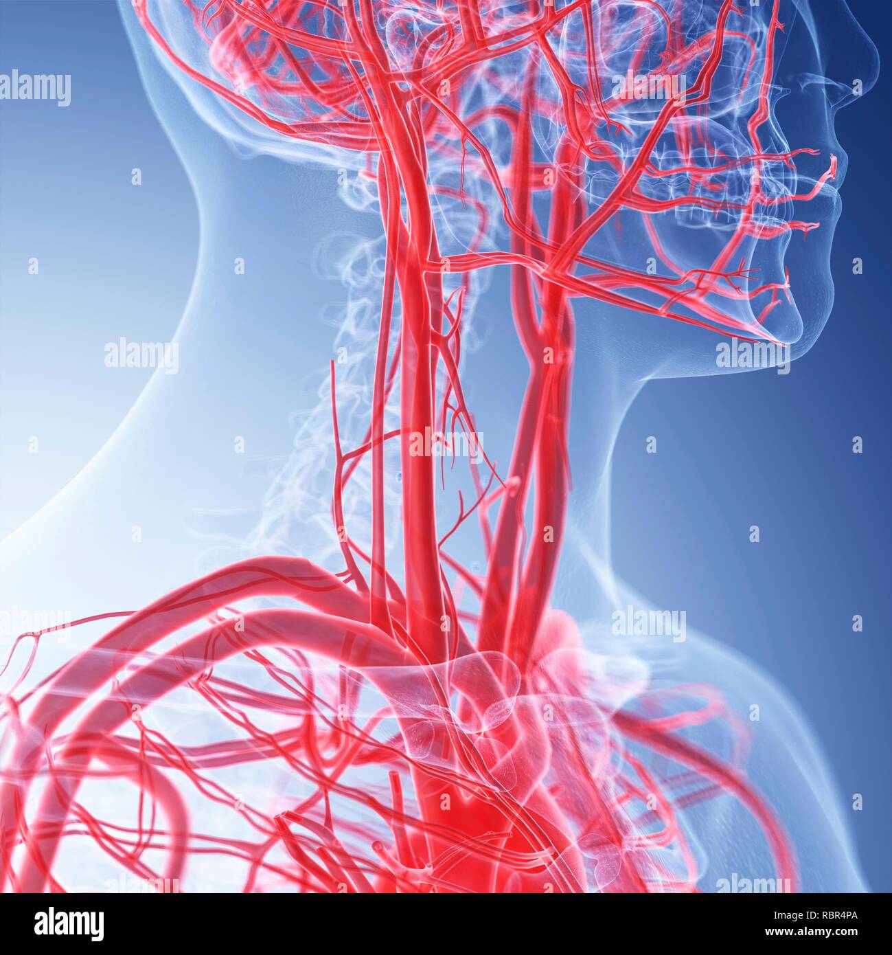 Illustration Of The Neck Blood Vessels Stock Photo - Alamy